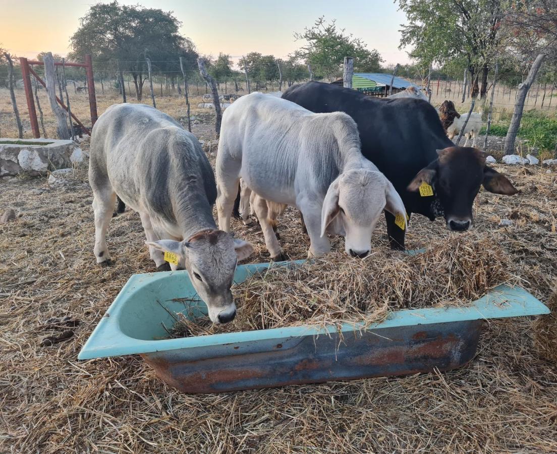 Tamboti Farm Accommodation Tsumeb Zewnętrze zdjęcie