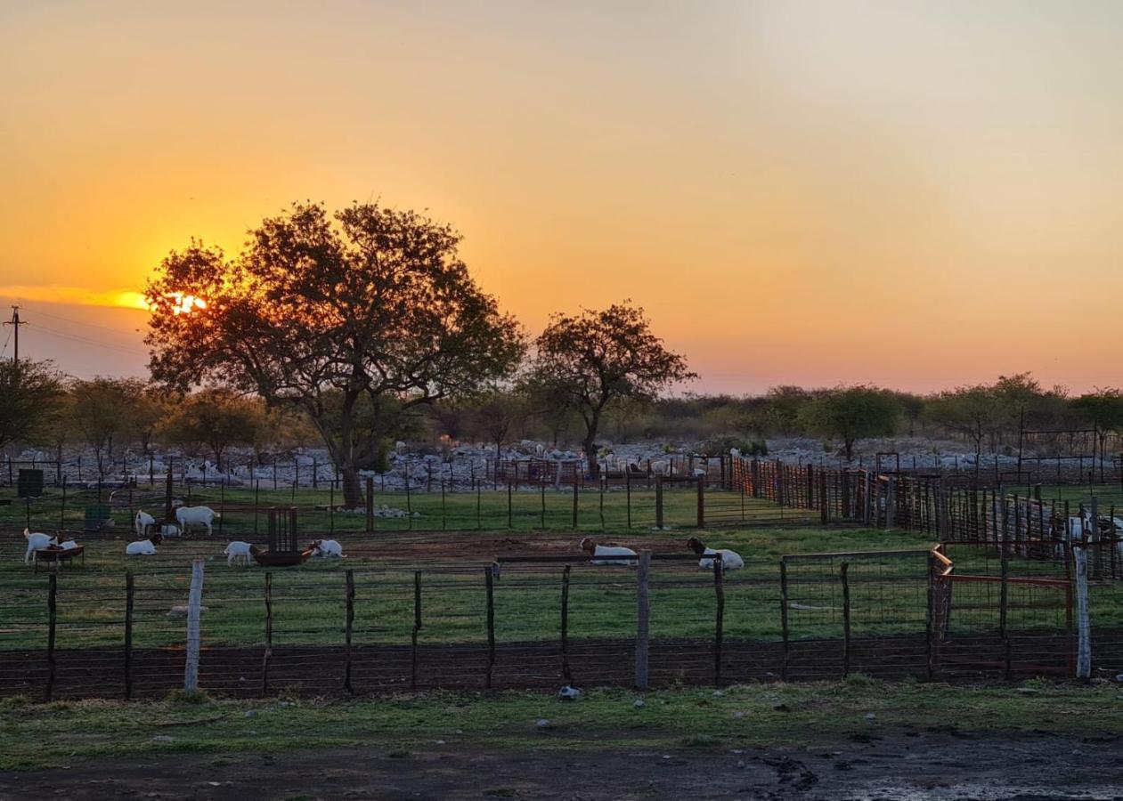 Tamboti Farm Accommodation Tsumeb Zewnętrze zdjęcie