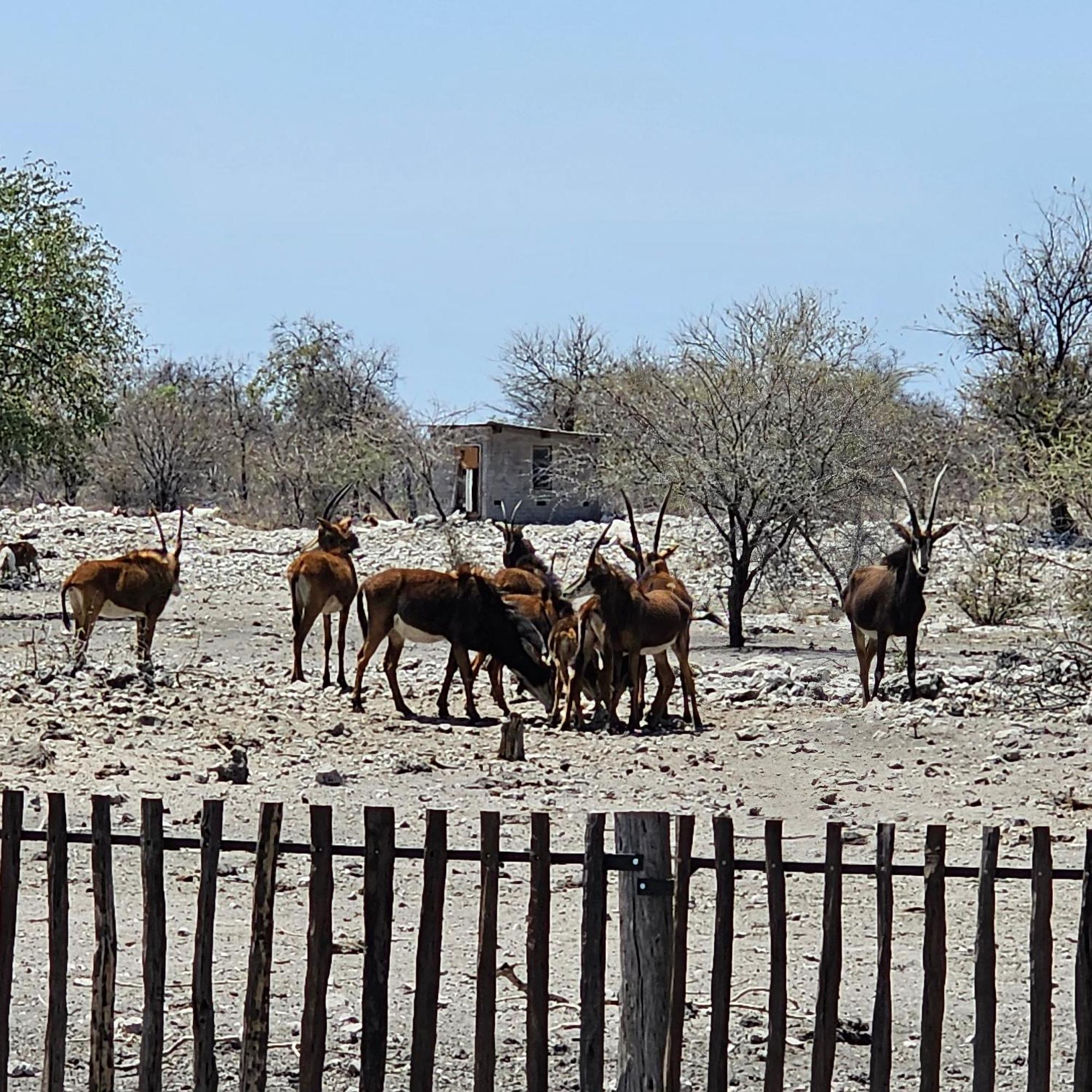 Tamboti Farm Accommodation Tsumeb Zewnętrze zdjęcie